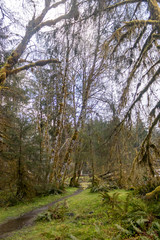 small wet path through rain forest