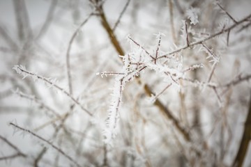 Winter abstract macro of rime on plants