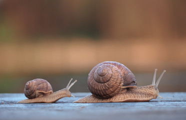 Snails race big winning gracefully small losing