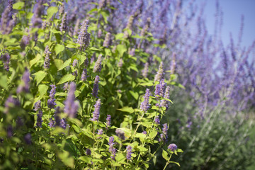 Obraz premium Lavendar