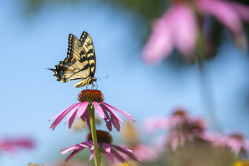 Butterfly on coneflower