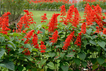 red flowers at park