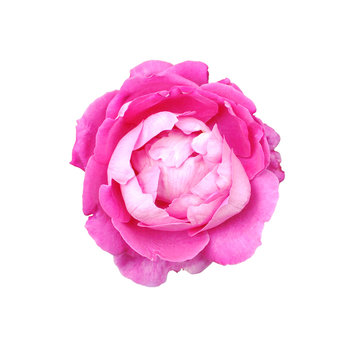 pink rose isolate on white background