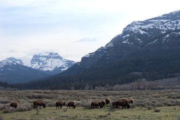 Fototapeta na wymiar Herd of buffalo on a prairie with rugged, snow capped mountain in the background. Photographed in natural light in Lamar Valley, Yellowstone National Park. 