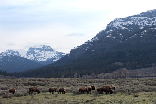 Herd of buffalo on a prairie with rugged, snow capped mountain in the background. Photographed in natural light in Lamar Valley, Yellowstone National Park. 