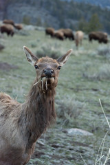 Cow elk chewing grass with bison herd in the background. The elk is on a hillside in Yellowstone National Park at dawn. She is shedding her shaggy winter coat and facing the camera.