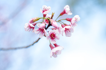 Cherry blossoms or Sakura flower in chiang mai Thailand