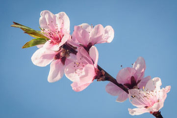 Blooming branches of peach against the blue sky