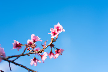 Cherry blossoms or Sakura flower in chiang mai Thailand