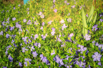 Carpet of blue periwinkle flowers in the meadow of fresh green grass