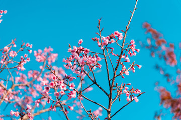 Cherry blossoms or Sakura flower in chiang mai Thailand