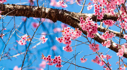 Cherry blossoms or Sakura flower in chiang mai Thailand