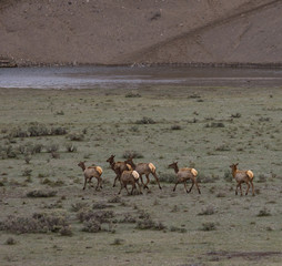Elk herd going to the Yellowstone River in Yellowstone National Park across a grassy valley with sagebrush. Photographed in natural light. Elk are shedding their shaggy winter coats.