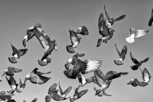 Flying pigeons. B&W toning.