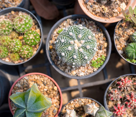  cactus in plastic pot  at farm