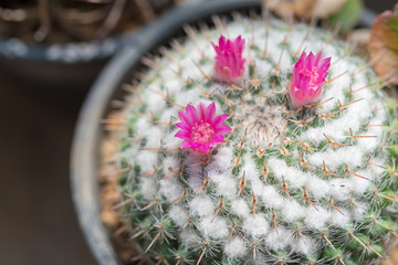  cactus in plastic pot  at farm