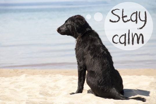 Dog At Sandy Beach, Text Stay Calm