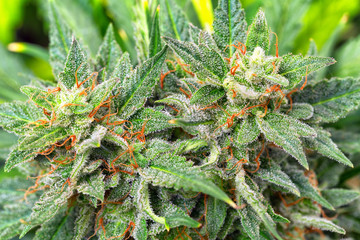 Naklejka premium Zdjęcia makro szyszek marihuany z liśćmi pokrytymi włoskami. Widok klonu rośliny konopi.