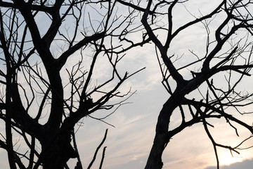 Silhouette tree branches dry.