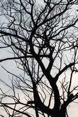 Silhouette tree branches dry.