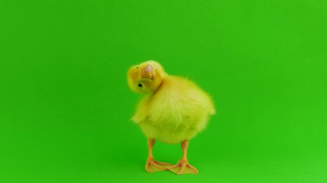 Small duck on a green screen