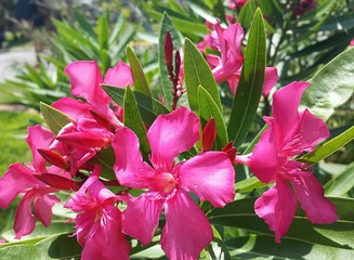Oleander flowers in Florida nature, closeup