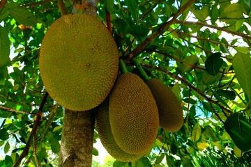 Jackfruit tree, jackfruit background