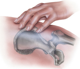 Hand on hip bone and femur head