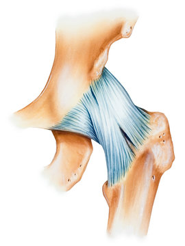 The hip joint capsule ligaments, anterior view. Shown are the iliofemoral ligament (also known as the Y-shaped ligament of Bigelow) (above) and the pubofemoral ligament (below).