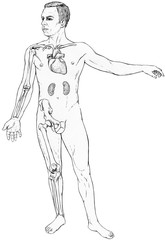 Male figure with select organs and bones visible. Shwon are the clavicle, heart and kidneys. Arm bones - humerus, ulna, radius. Leg bones - femur tibia ,fibula and the hip bone.