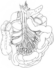 Cut away view showing the blood vessels to the intestins to supply blood and from the intestines with digested nutrients.