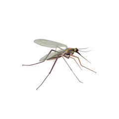 Mosquito isolated. Gnat illustration. Insect macro view