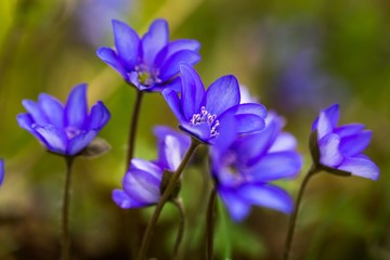 Blue liverworts flowers in close up