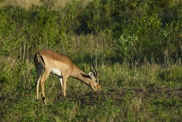 Impala , South Africa