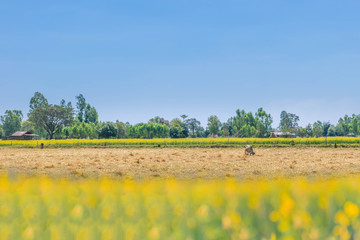 Soft focus the paddy rice field, and  yellow straw after harvest,Crotalaria juncea flower...