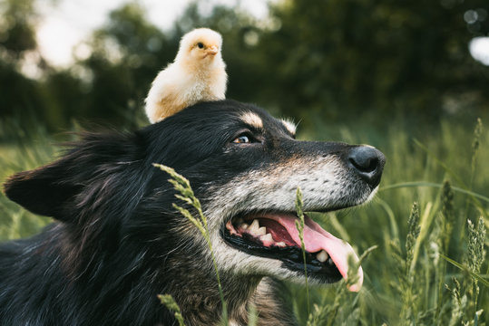 dog and chicken. Chicken on the head of the dog.