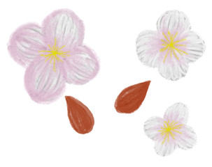 Colorful hand drawn cherry spring flowers and almonds on the white background, isolated cartoon illustration painted by oil color, high quality