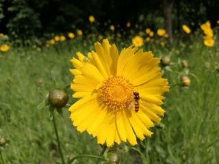 bee and flowers in summer