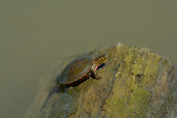 Naklejka premium Baby western painted turtle climbing onto log floating in lake