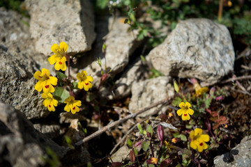 Mountain Blossom