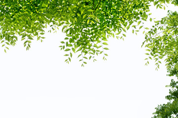 Obraz premium 新緑と文字スペース