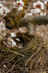Empty Nest