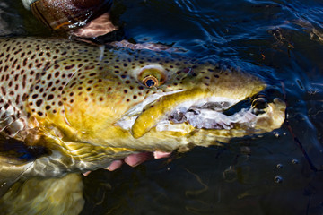 Brown Trout Beast