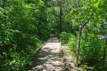 Fototapeta na wymiar Wooden Path on Hiking Trail