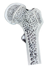 Leg - Head of a Human Femur Bone