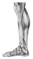 Muscles and tendons of a human lower right leg.
