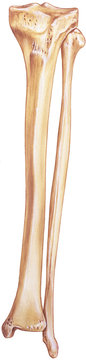 Leg - Fibula and Tibia anterior view, showing bones and joints.