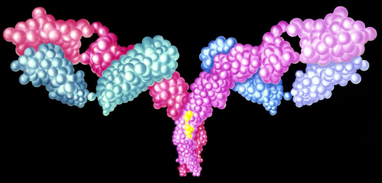 Molecular structure of T-Cells. T-Cells are type of white blood cell of key importance to the immune system, tiloring the body's immune response to specific pathogens.
