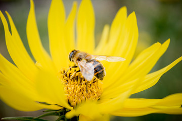 Gimme A Bee