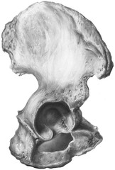Pelvis - Pelvic Bone - Os Innominatum is a large irregular shaped bone, which, with its fellow of opposite side, forms the sides and front wall of the pelvic cavity.